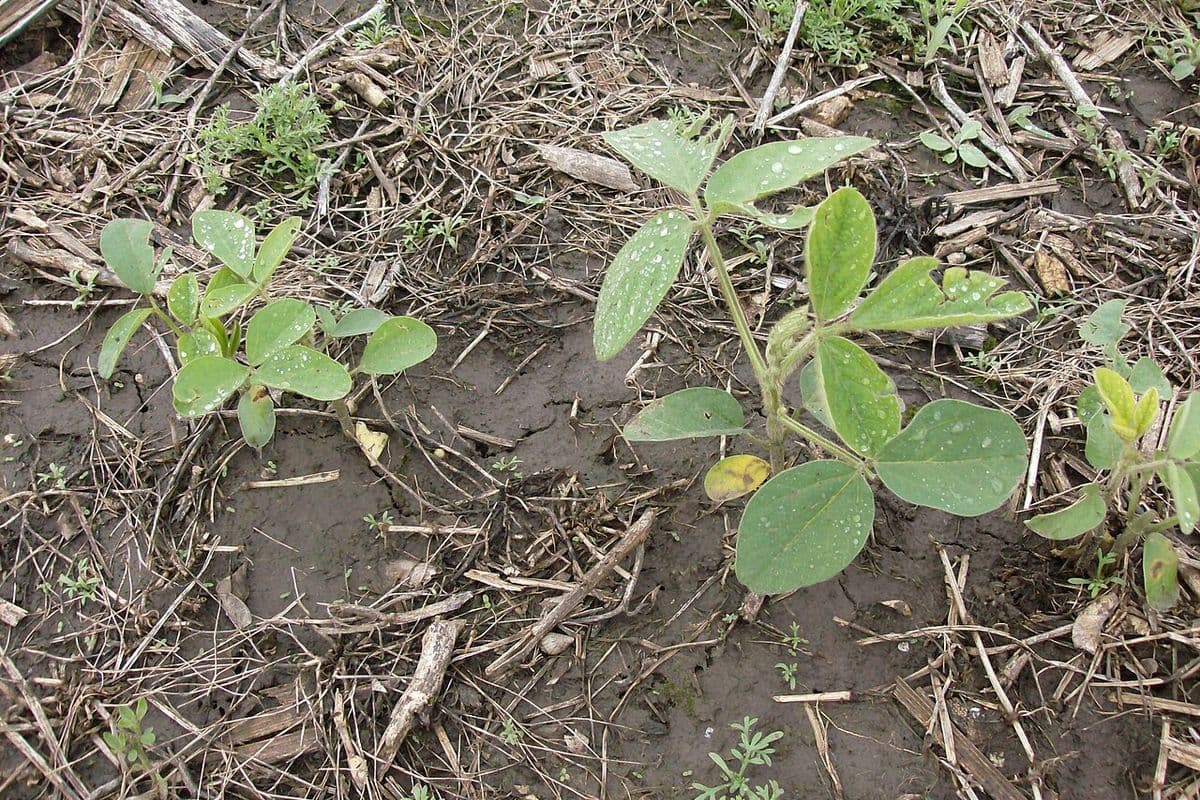 Plantas jovens de soja, com as primeiras folhas trifolioladas, crescendo entre restos de palha sobre solo úmido