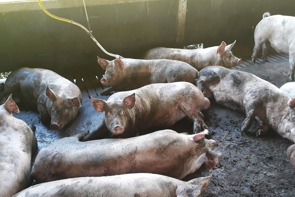 Porcos brancos de engorda, deitados e em pé, em baia coberta de piso de concreto e ripado, com bebedouro preso por mangueira amarela.